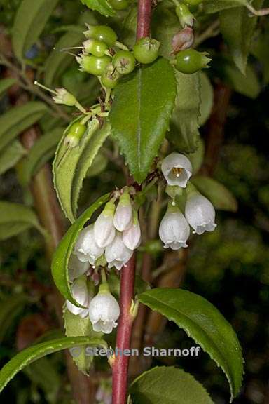 vaccinium ovatum 10 graphic